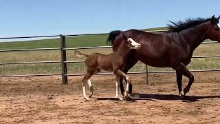 Triumph  RHF One Fancy Phantom colt [upl. by Sherrie]