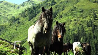 Tiroler Noriker Deckhengste auf Sommerfrische [upl. by Yorled]