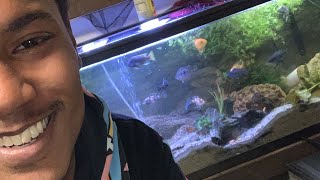 55 gallon cichlid tank [upl. by Ahtram152]