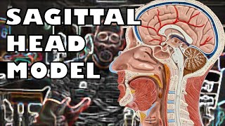 Sagittal Head Model with subtitles  Ohio University  Anatomy amp Physiology [upl. by Ettari983]