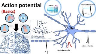 Action Potential Basics [upl. by Amann]