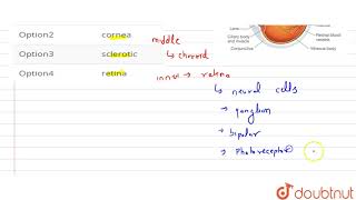 Rods and cones are present in [upl. by Atalya]