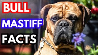 Bullmastiff  Top 10 Facts [upl. by Jarin]