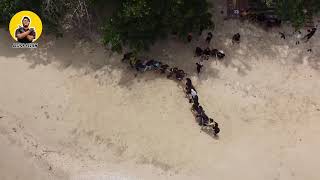 main ular naga bersama kawan kawan di pulau soetan kawasan pesisir selatan sumbar seruh banget [upl. by Ormond]