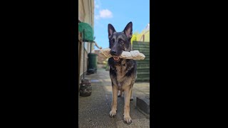 GERMAN SHEPHERD WITH HIS CHEW BONE IN AN ENGLISH GARDEN [upl. by Ydor]