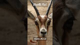 3 Gazelle Facts  Gazelle Natures Speedster [upl. by Clevie]