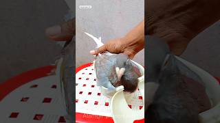 e cap capsule feeding pigeon instagram [upl. by Shira32]