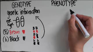 Genotype vs Phenotype [upl. by Eillit]