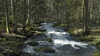 Romantisches Niederbayern  Die Saußbachklamm [upl. by Ataynek617]