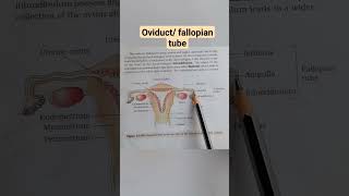 oviduct  fallopian tube amp uterus neet  shorts education youtubeshorts biology medical short [upl. by Sadoc]