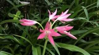 Crinum Hannibals Dwarf  C americanum x C Moorei [upl. by Herries]