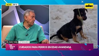 Cuidados para perros en edad avanzada [upl. by Clyte]