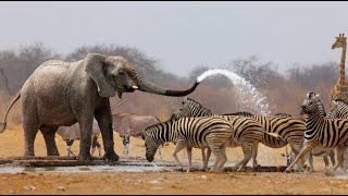 Wild Life  Nature Documentary Full HD 1080p [upl. by Rhys197]