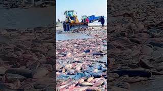 The process of loading fish on the frozen lake ice [upl. by Ziom416]