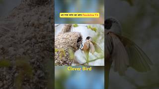 Clever Bird 🕊️ Penduline Tit  By Facts 4 War shorts [upl. by Hembree]