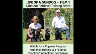 Life of a Gundog  Film 1  Labrador Retriever Training Series [upl. by Yhtamit841]