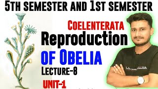 Reproduction of Obelia  Reproduction of Obelia BSc 5th sem  Reproduction of Obelia BSc 1st Year [upl. by Mont]