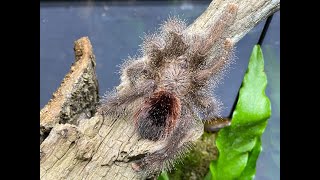 Avicularia huriana Ecuadorian Pink Toe rehouse and care [upl. by Anglo]