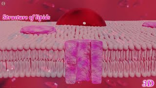 3D Animation Lipids [upl. by Valerye]