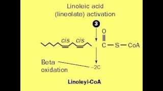 Beta oxidation of Unsaturated Fatty acids [upl. by Clancy]