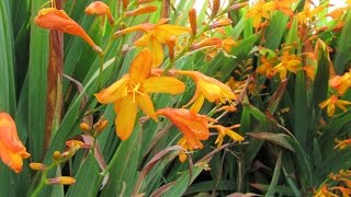 crocosmia [upl. by Anaujit162]