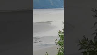 Turnagain Arm Bore Tide part 2 alaska nature [upl. by Ardnas693]