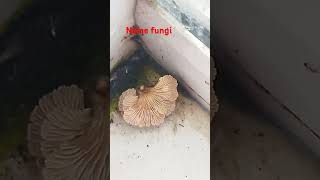 Fungi biology fungi microbiology [upl. by Aicila99]