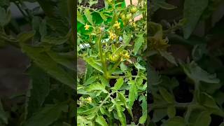 Tomato Plants at our Rooftop Garden 🍅🌱 rooftopgarden tomato shorts [upl. by Duax986]