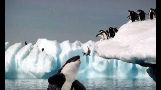 Orca Killer Whales Swim Past Kids in bay on Waiheke Island Full HD WARNING [upl. by Guibert]