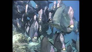 humphead parrotfish [upl. by Ordway]