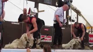 Lochearnhead Shears 2016 Open heat  Watch in HD [upl. by Znarf]