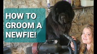 NEWFOUNDLAND DOG GROOMING  How to groom your Newfie Part 1 [upl. by Aneres]