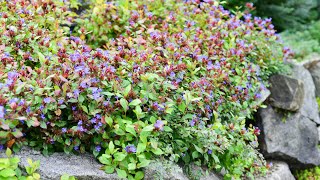 Dwarf Plumbago Hardy Plumbago Ceratostigma plumbaginoides [upl. by Adrahc]