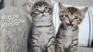 Adorable Kittens Meowing  Kitten Sounds For Cats [upl. by Seiter522]