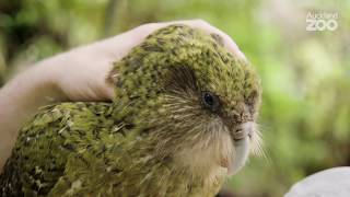 Episode 2  Kākāpō Conservation Field Work on Whenua Hou [upl. by Bazil75]