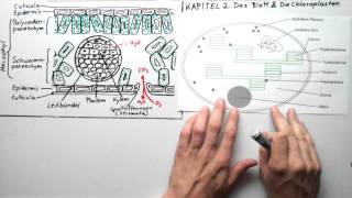 Blattquerschnitt und Chloroplasten [upl. by Cristin]
