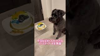 【れおぱおチャンネル】ハッピーバースデーぱおくん🐶我が家の次男坊が4歳になりました🎁 愛犬 多頭飼い シュナウザー れおぱおチャンネル dog [upl. by Gnahk]