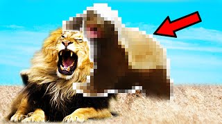 Attention  Même Le Lion A Peur De ce Tueur [upl. by Saitam]