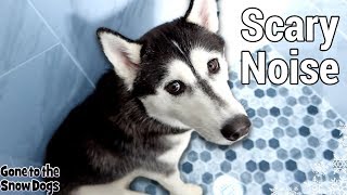 My Husky is Scared of WHAT Sound How to Desensitize your Dog to Sounds [upl. by Ced436]