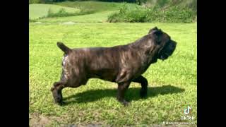 Cane Corso AKC CH Altiere’s Big Chungus CGC [upl. by Sregor]