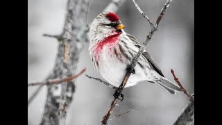 Common Redpoll Bird of the Month December [upl. by Oznecniv]