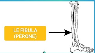 ANATOMIE🦴 LA FIBULA PÉRONÉOSTÉOLOGIE DU MEMBRE INFÉRIEUR 1ÈRE MÉDECINE ✅🩺 [upl. by Aldous661]