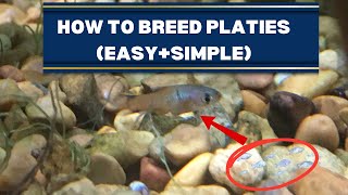 How to Breed PLATIES Easysimple [upl. by Aivatco]