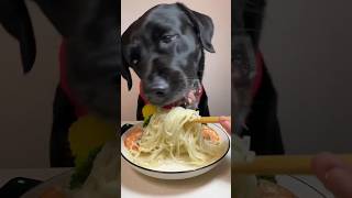 Dog eating noodles and shrimp 🍜🦐 vegetarian Dog 🐕 Dog eating asmr FxcWhiteblack shorts [upl. by Naryt]