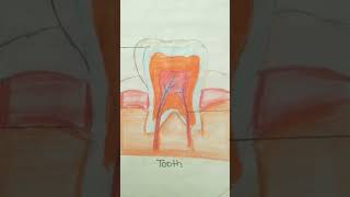 tooth diagram shorts shortsfeed viral trending tooth diagram drawing art teeth painting [upl. by Dorkas]