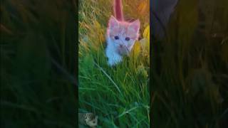 So cute baby cat kitten playing videos cat kitten shorts [upl. by Enaj757]