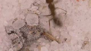 Antlion larva digging a pit [upl. by Llireva]