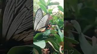 Pachliopta oreon godmani  オレオンジャコウアゲハ flores indonesia [upl. by Mettah]