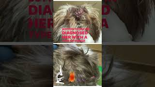 Mange in Dogs  before amp after treatment [upl. by Adnohsek307]