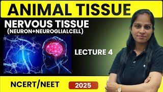 Nervous tissue  Animal tissue  Lecture4  NEET 202425  Suman Yadav [upl. by Dominga84]